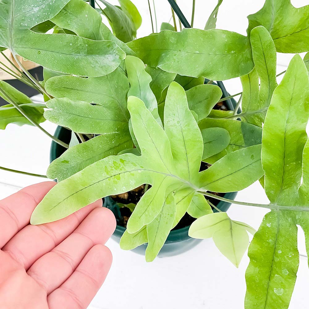 PLANCHU 観葉植物 フレボディウム ブルースター 5号吊り鉢 育て方説明書付き Phlebodium aureum ‘Mandaianum’ シダ