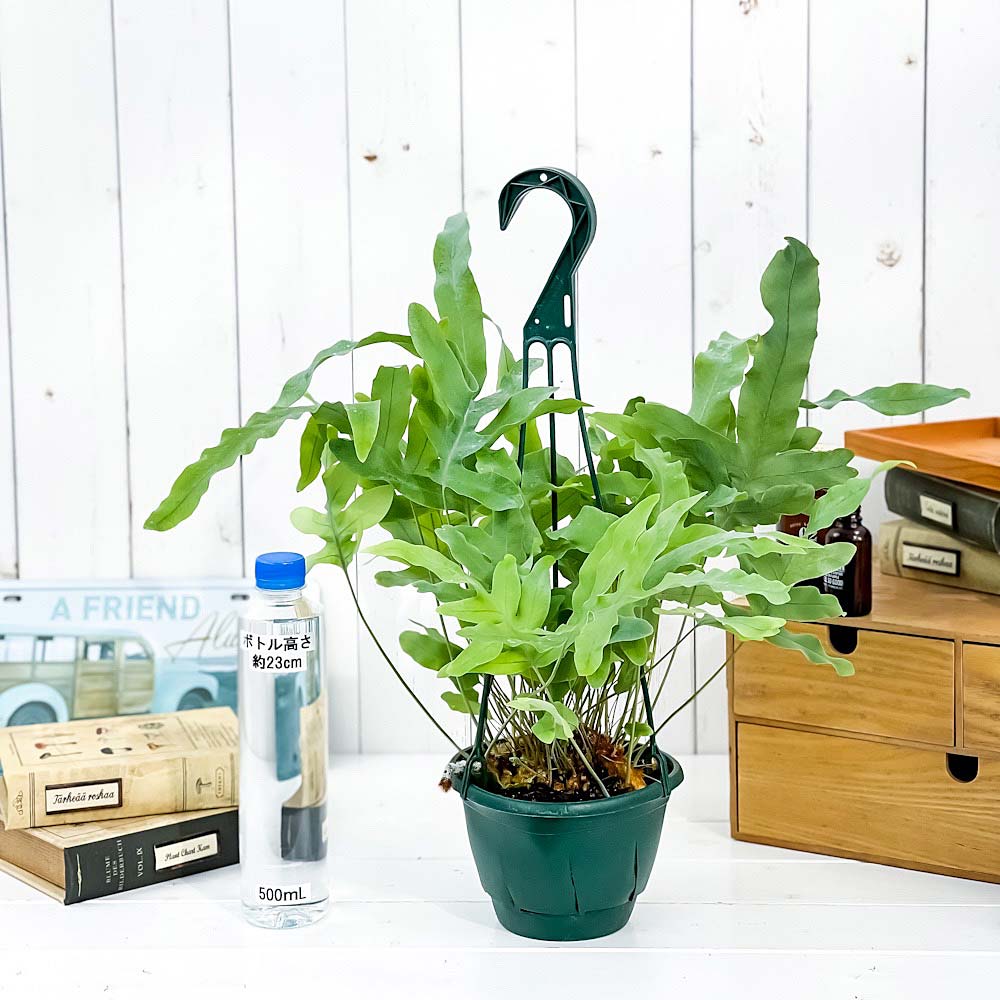 PLANCHU 観葉植物 フレボディウム ブルースター 5号吊り鉢 育て方説明書付き Phlebodium aureum ‘Mandaianum’ シダ