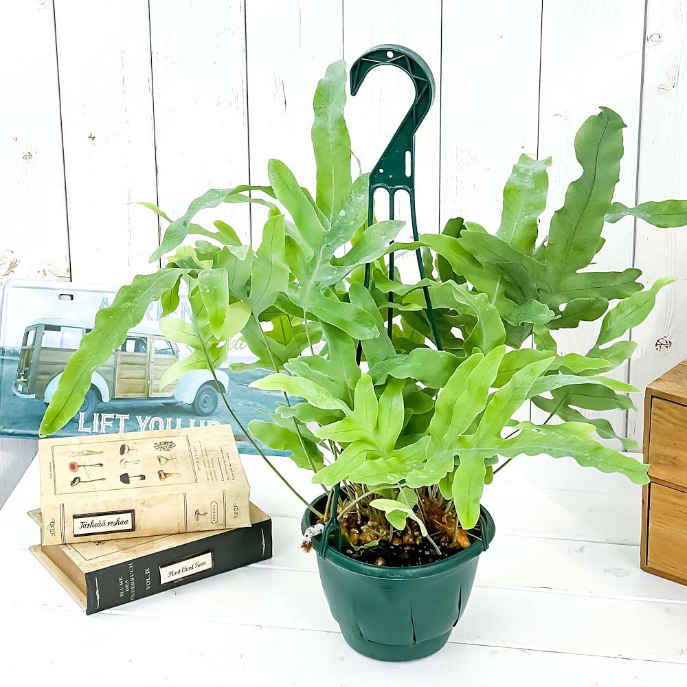 PLANCHU 観葉植物 フレボディウム ブルースター 5号吊り鉢 育て方説明書付き Phlebodium aureum ‘Mandaianum’ シダ植物