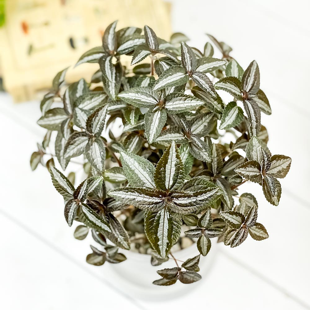 PLANCHU 観葉植物 ピレア シルバーツリー 4号樹脂鉢 ホワイト サスティー付き 受け皿付き 育て方説明書付き Pilea ‘Silver Tree’