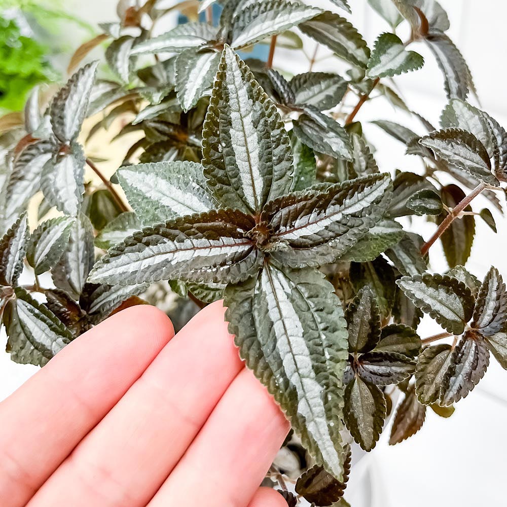 PLANCHU 観葉植物 ピレア シルバーツリー 4号樹脂鉢 ホワイト サスティー付き 受け皿付き 育て方説明書付き Pilea ‘Silver Tree’
