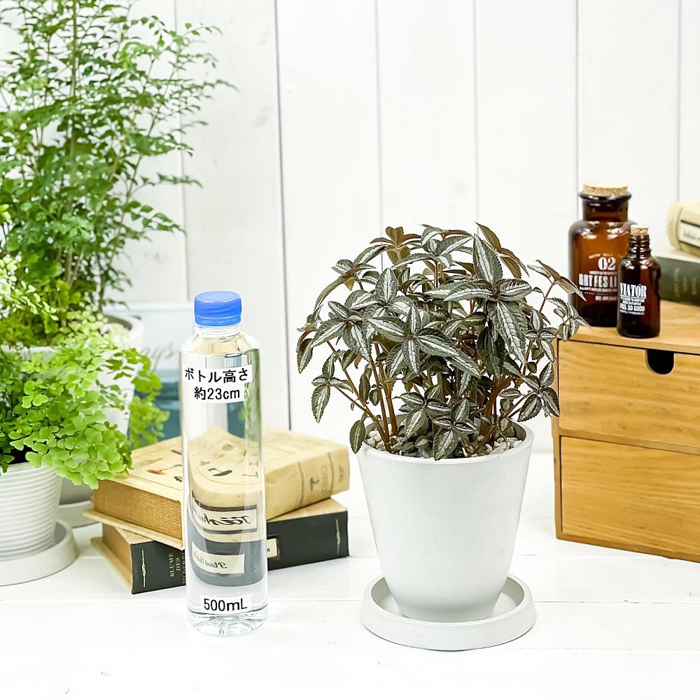PLANCHU 観葉植物 ピレア シルバーツリー 4号樹脂鉢 ホワイト サスティー付き 受け皿付き 育て方説明書付き Pilea ‘Silver Tree’