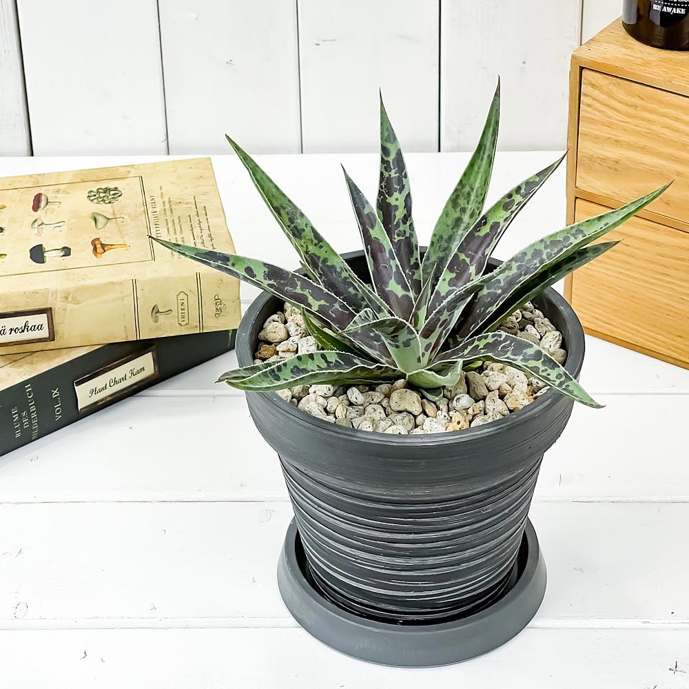 PLANCHU 観葉植物 マンガベ ムーングロウ 5号樹脂鉢 カーヴダークグレー サスティー付き 受け皿付き 育て方説明書付き PVP アガベ マンフレダ 多肉植物