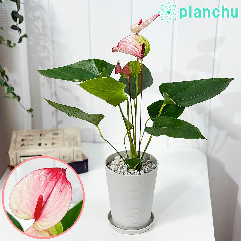 PLANCHU 観葉植物 アンスリウム ミスティーク 4号鉢 受け皿付き 育て方説明書付き Anthurium andraeanum ‘Mystique’ アンスリューム アロイド 鉢花 ピンク系