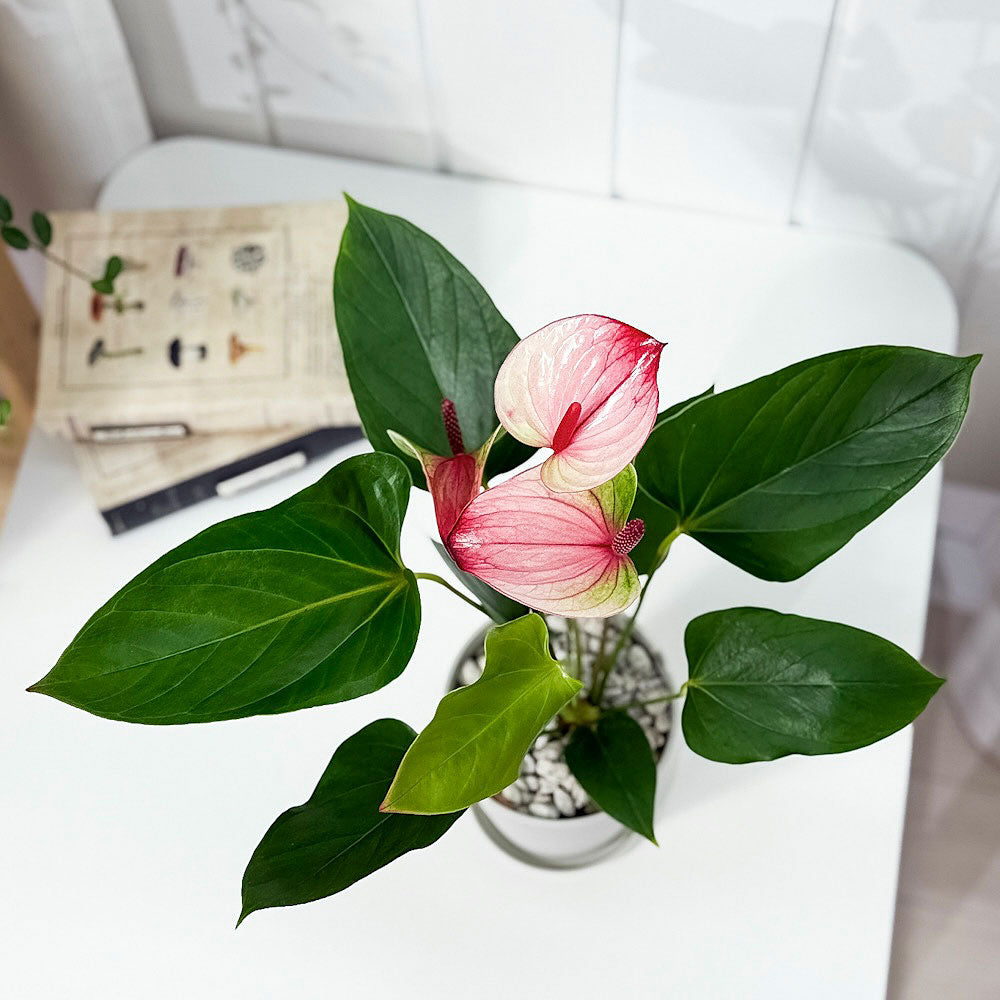 PLANCHU 観葉植物 アンスリウム ミスティーク 4号鉢 受け皿付き 育て方説明書付き Anthurium andraeanum ‘Mystique’ アンスリューム アロイド 鉢花 ピンク系