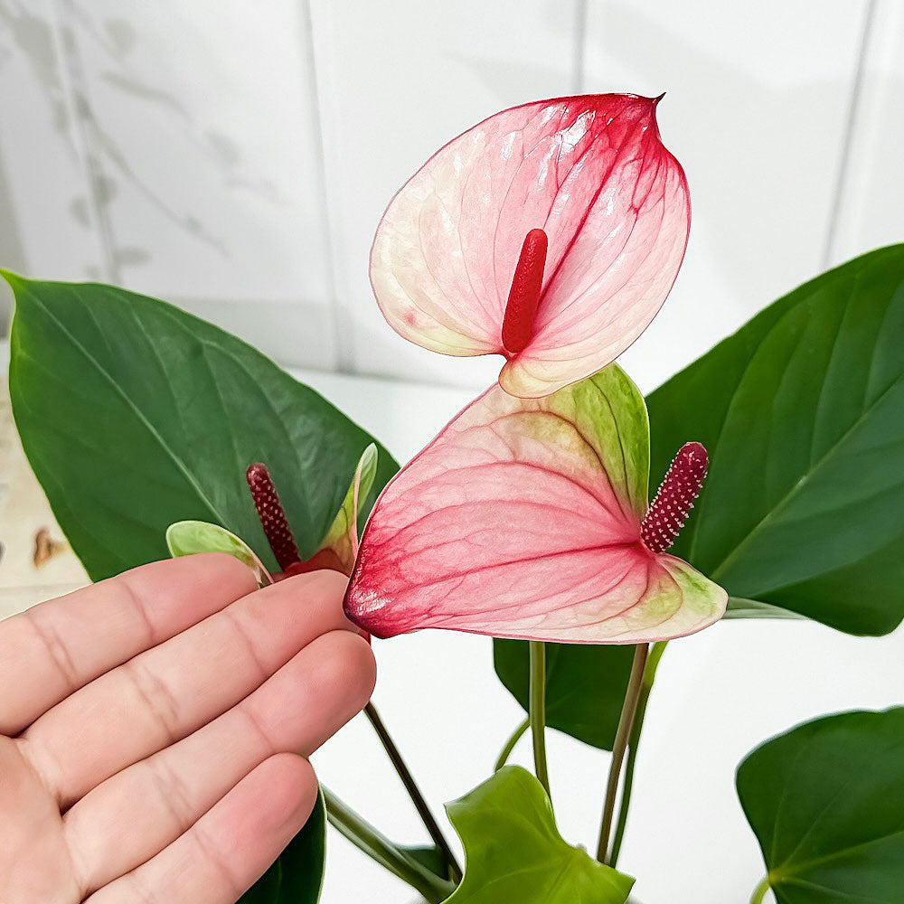 PLANCHU 観葉植物 アンスリウム ミスティーク 4号鉢 受け皿付き 育て方説明書付き Anthurium andraeanum ‘Mystique’ アンスリューム アロイド 鉢花 ピンク系