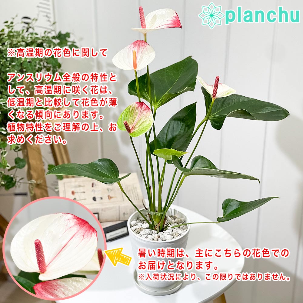 PLANCHU 観葉植物 アンスリウム ミスティーク 4号鉢 受け皿付き 育て方説明書付き Anthurium andraeanum ‘Mystique’ アンスリューム アロイド 鉢花 ピンク系
