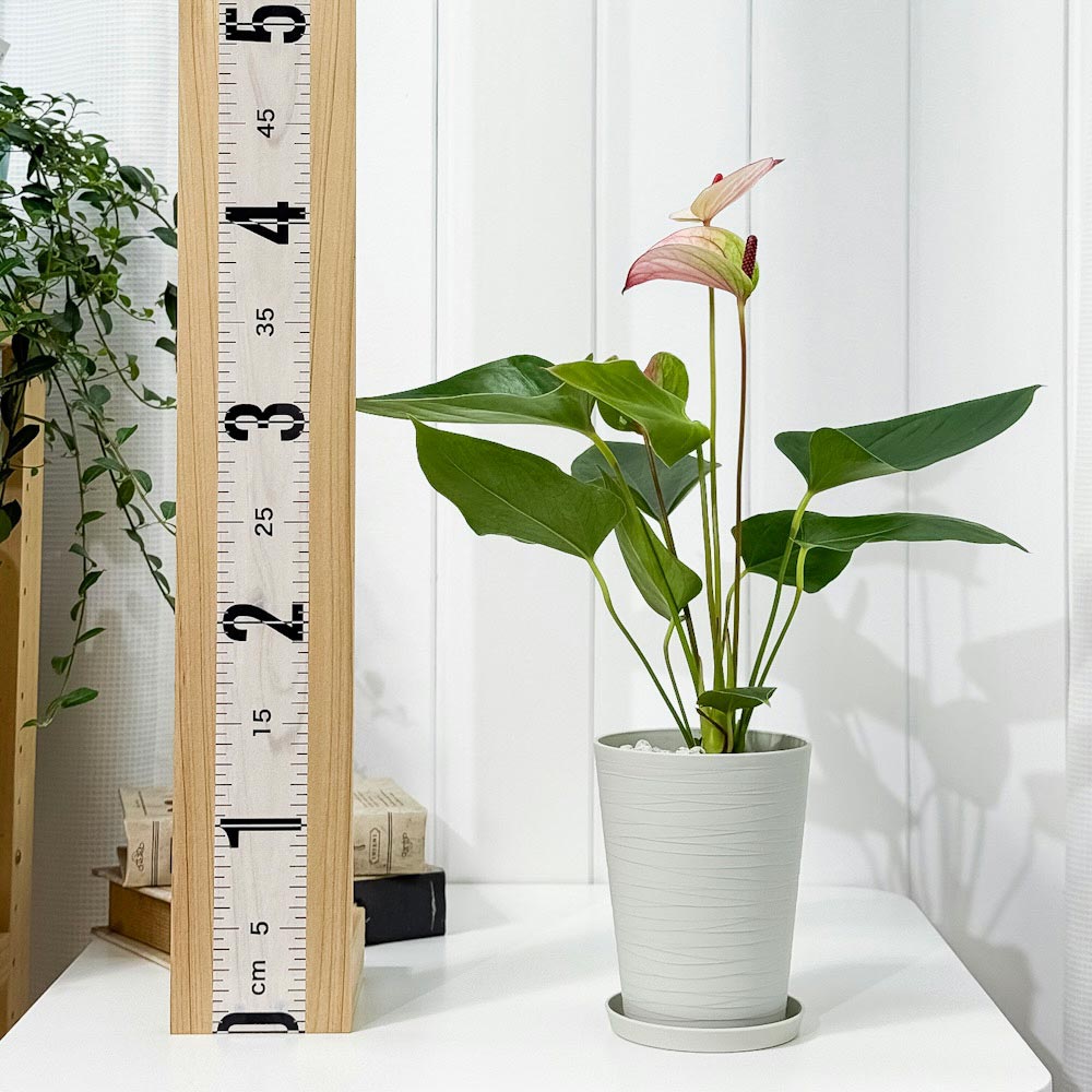 PLANCHU 観葉植物 アンスリウム ミスティーク 4号鉢 受け皿付き 育て方説明書付き Anthurium andraeanum ‘Mystique’ アンスリューム アロイド 鉢花 ピンク系