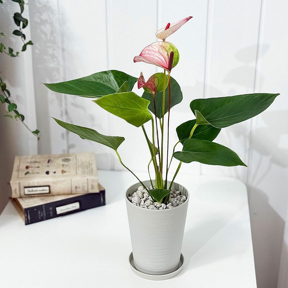 PLANCHU 観葉植物 アンスリウム ミスティーク 4号鉢 受け皿付き 育て方説明書付き Anthurium andraeanum ‘Mystique’ アンスリューム アロイド 鉢花 ピンク系