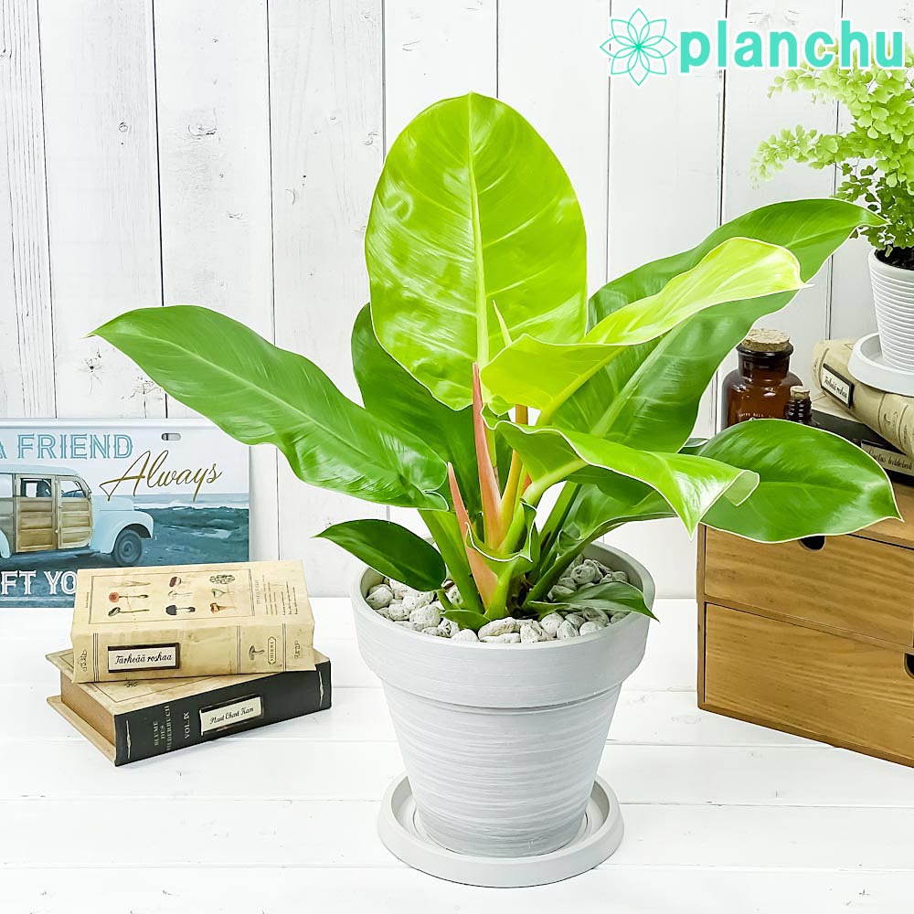 PLANCHU 観葉植物 フィロデンドロン インペリアルゴールド 7号樹脂鉢 カーヴホワイト 受け皿付き 育て方説明書付き Philodendron ‘Imperial Gold’ アロイド