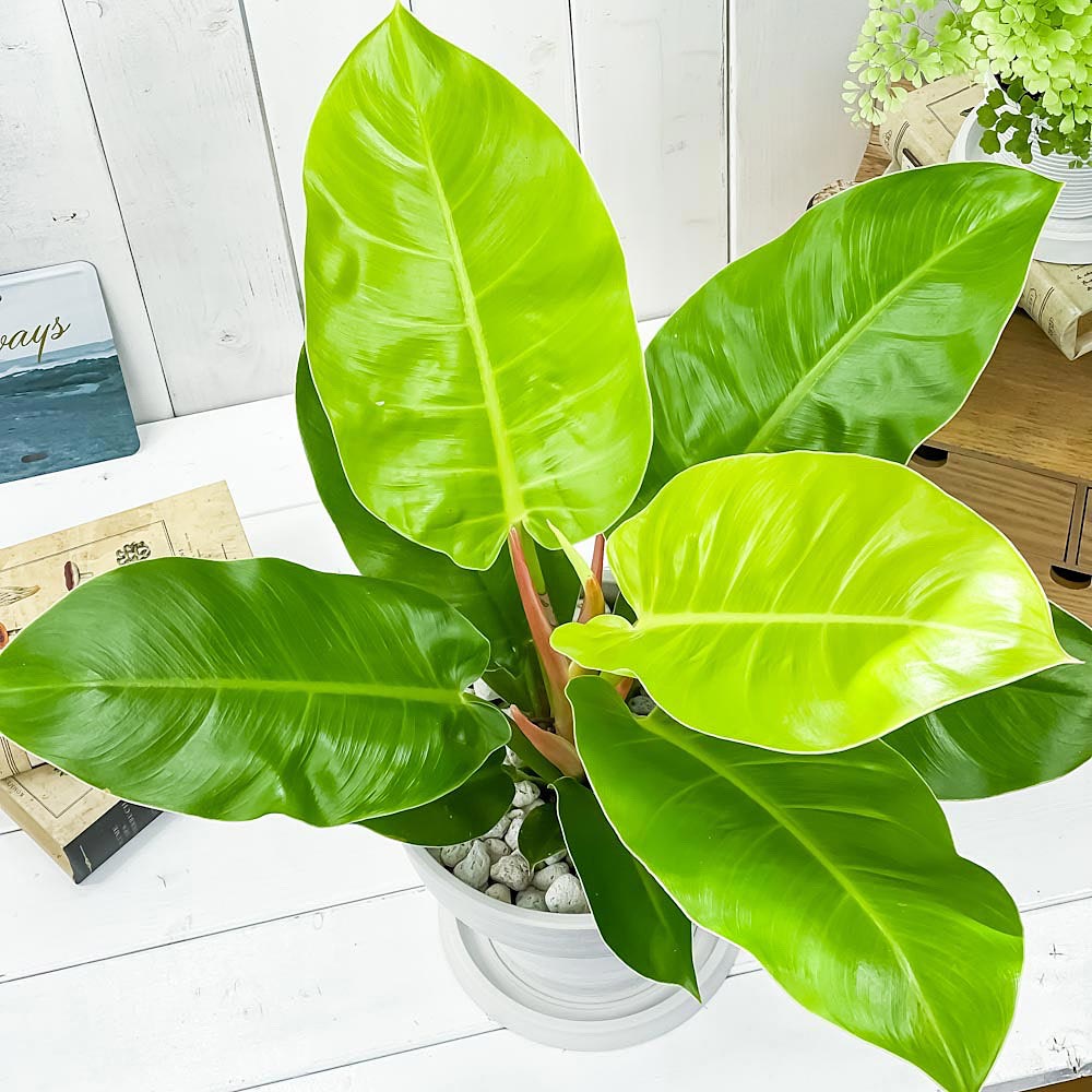 PLANCHU 観葉植物 フィロデンドロン インペリアルゴールド 7号樹脂鉢 カーヴホワイト 受け皿付き 育て方説明書付き Philodendron ‘Imperial Gold’ アロイド