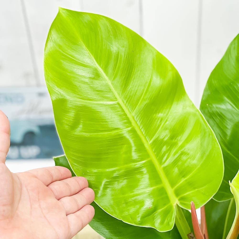 PLANCHU 観葉植物 フィロデンドロン インペリアルゴールド 7号樹脂鉢 カーヴホワイト 受け皿付き 育て方説明書付き Philodendron ‘Imperial Gold’ アロイド