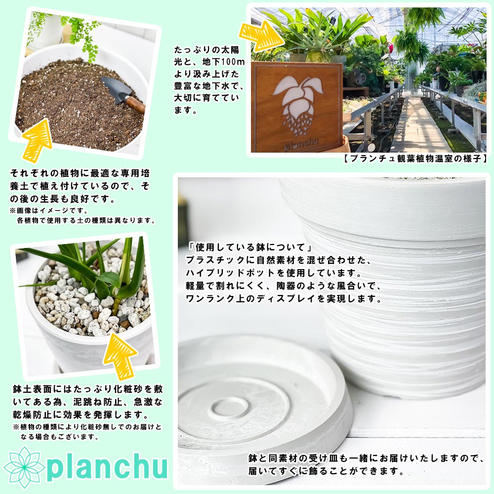 PLANCHU 観葉植物 フィロデンドロン インペリアルゴールド 7号樹脂鉢 カーヴホワイト 受け皿付き 育て方説明書付き Philodendron ‘Imperial Gold’ アロイド