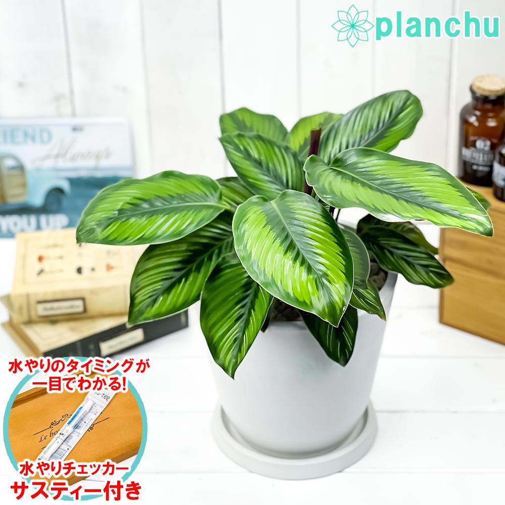 PLANCHU 観葉植物 カラテア ビューティースター 7号樹脂鉢 ホワイト 受け皿付き 育て方説明書付き Calathea 'Beauty Star'