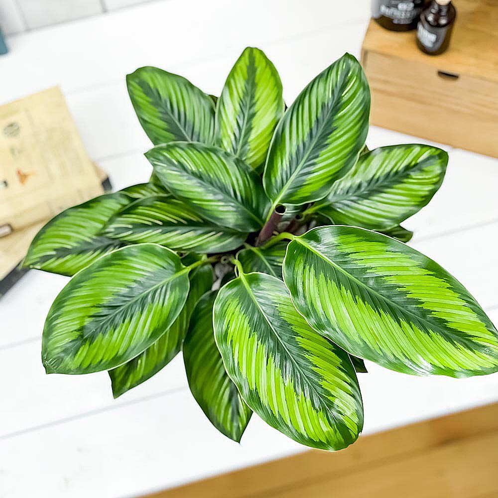 PLANCHU 観葉植物 カラテア ビューティースター 7号樹脂鉢 ホワイト 受け皿付き 育て方説明書付き Calathea 'Beauty Star'