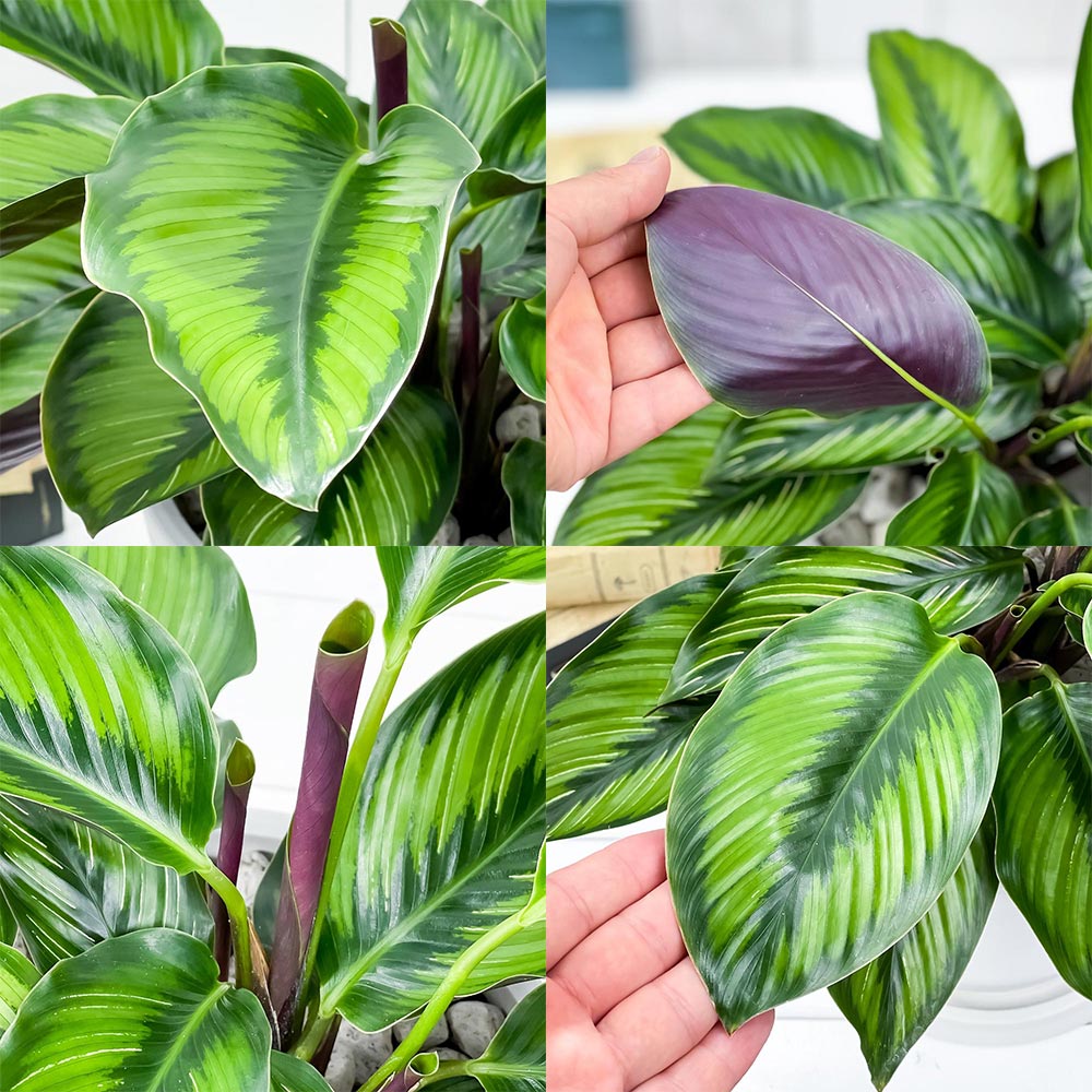PLANCHU 観葉植物 カラテア ビューティースター 7号樹脂鉢 ホワイト 受け皿付き 育て方説明書付き Calathea 'Beauty Star'