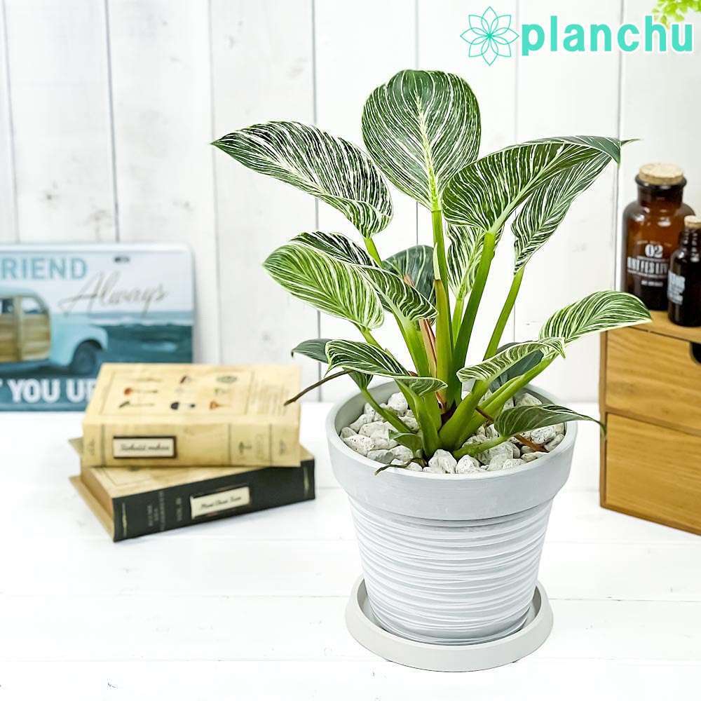 PLANCHU 観葉植物 フィロデンドロン バーキン 6号樹脂鉢 カーヴ