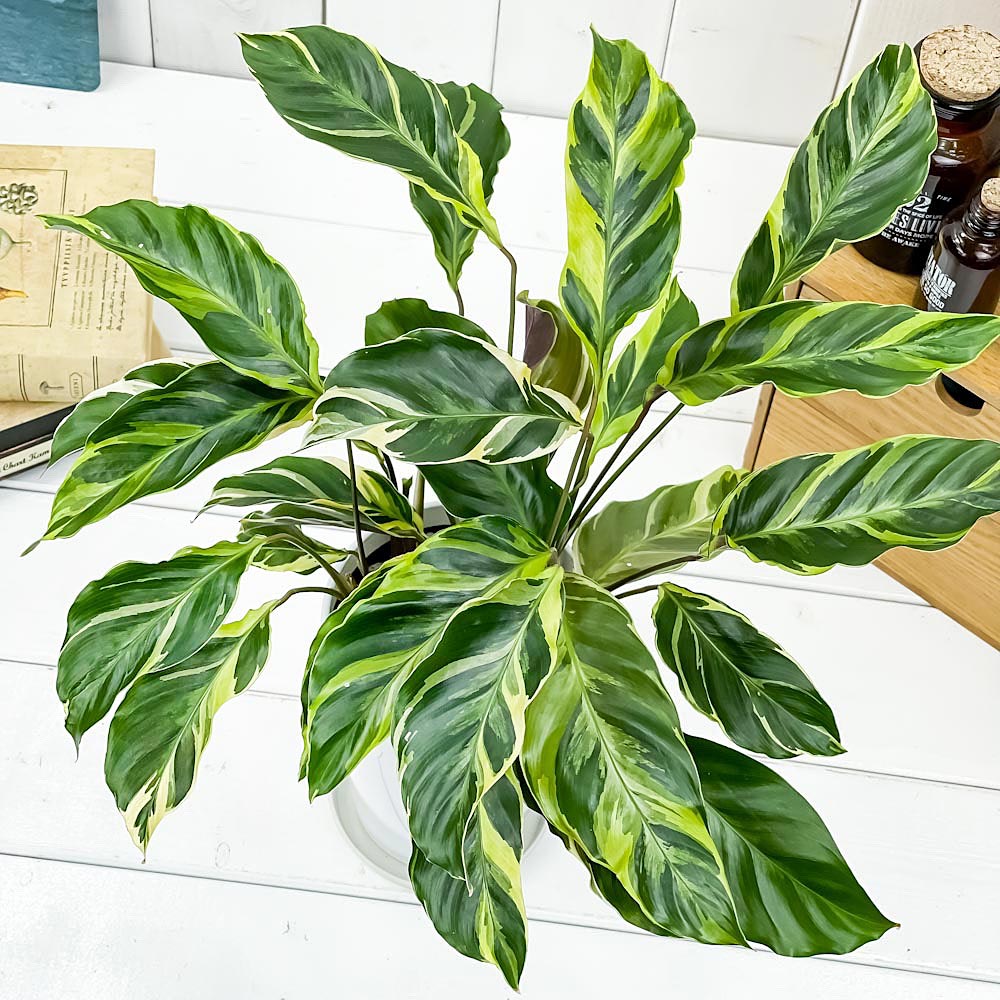 PLANCHU 観葉植物 カラテア エンペラー 4号鉢 受け皿付き 育て方説明書付き Calathea louisae ‘Emperor’