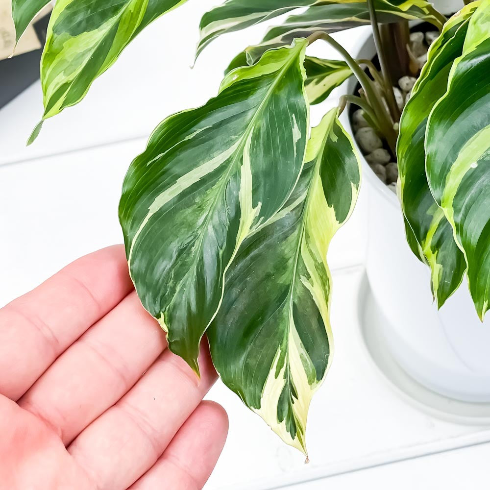 PLANCHU 観葉植物 カラテア エンペラー 4号鉢 受け皿付き 育て方説明書付き Calathea louisae ‘Emperor’