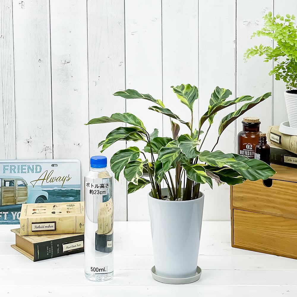 PLANCHU 観葉植物 カラテア エンペラー 4号鉢 受け皿付き 育て方説明書付き Calathea louisae ‘Emperor’