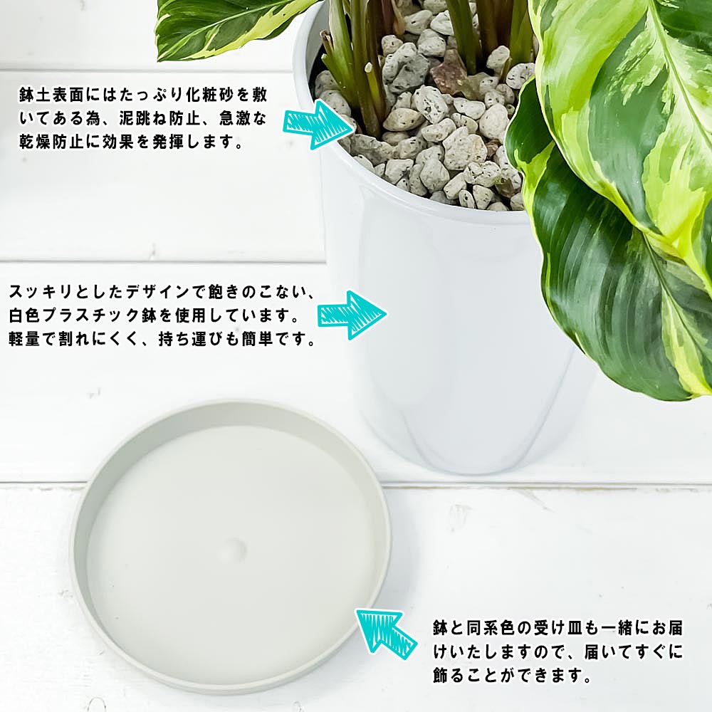 PLANCHU 観葉植物 カラテア エンペラー 4号鉢 受け皿付き 育て方説明書付き Calathea louisae ‘Emperor’
