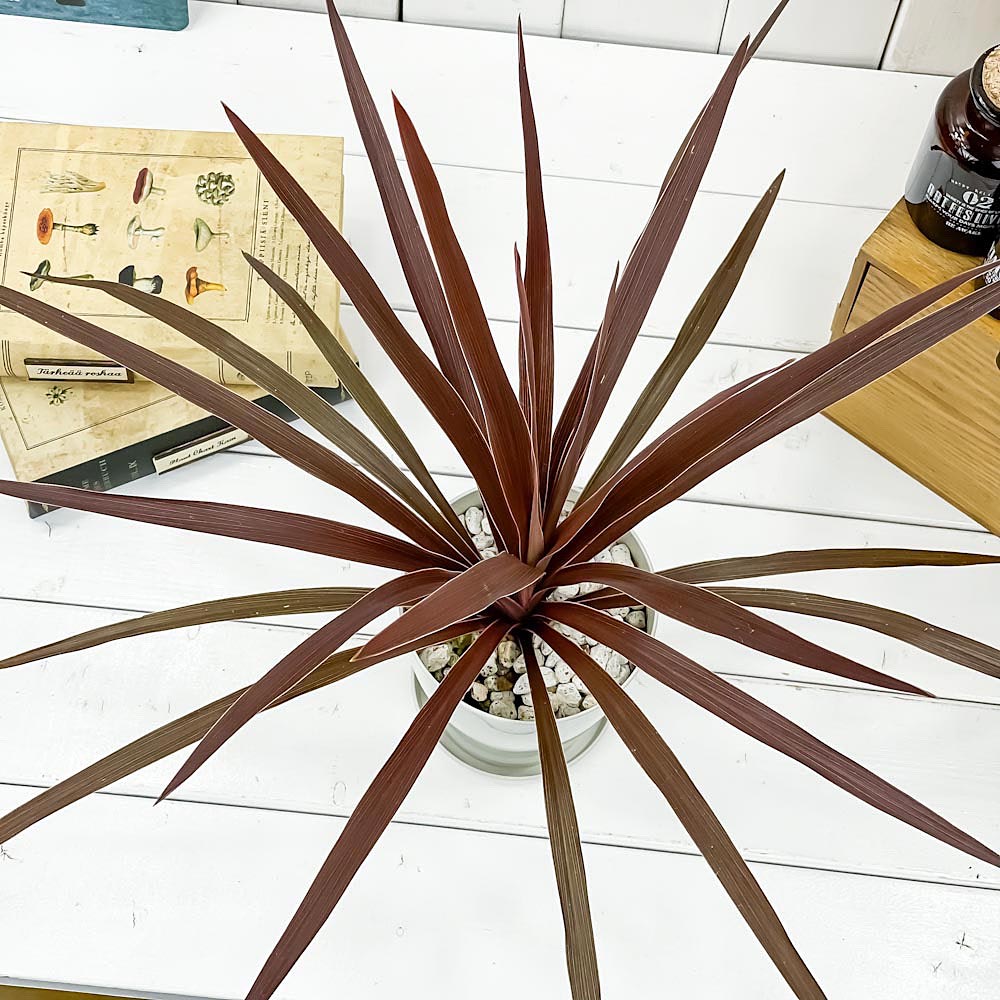 PLANCHU 観葉植物 コルディリネ レッドスター 4号鉢 受け皿付き 育て方説明書付き Cordyline australis ‘Red Star’ コルジリネ グッドラックプランツ オージープランツ