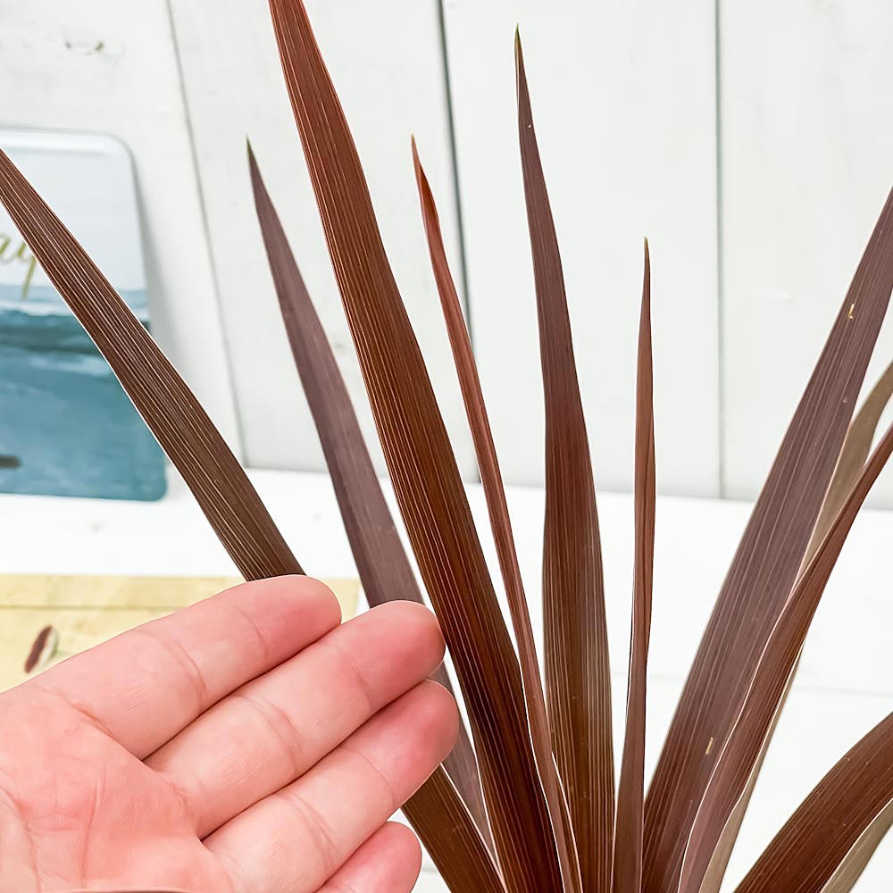 PLANCHU 観葉植物 コルディリネ レッドスター 4号鉢 受け皿付き 育て方説明書付き Cordyline australis ‘Red Star’ コルジリネ グッドラックプランツ オージープランツ