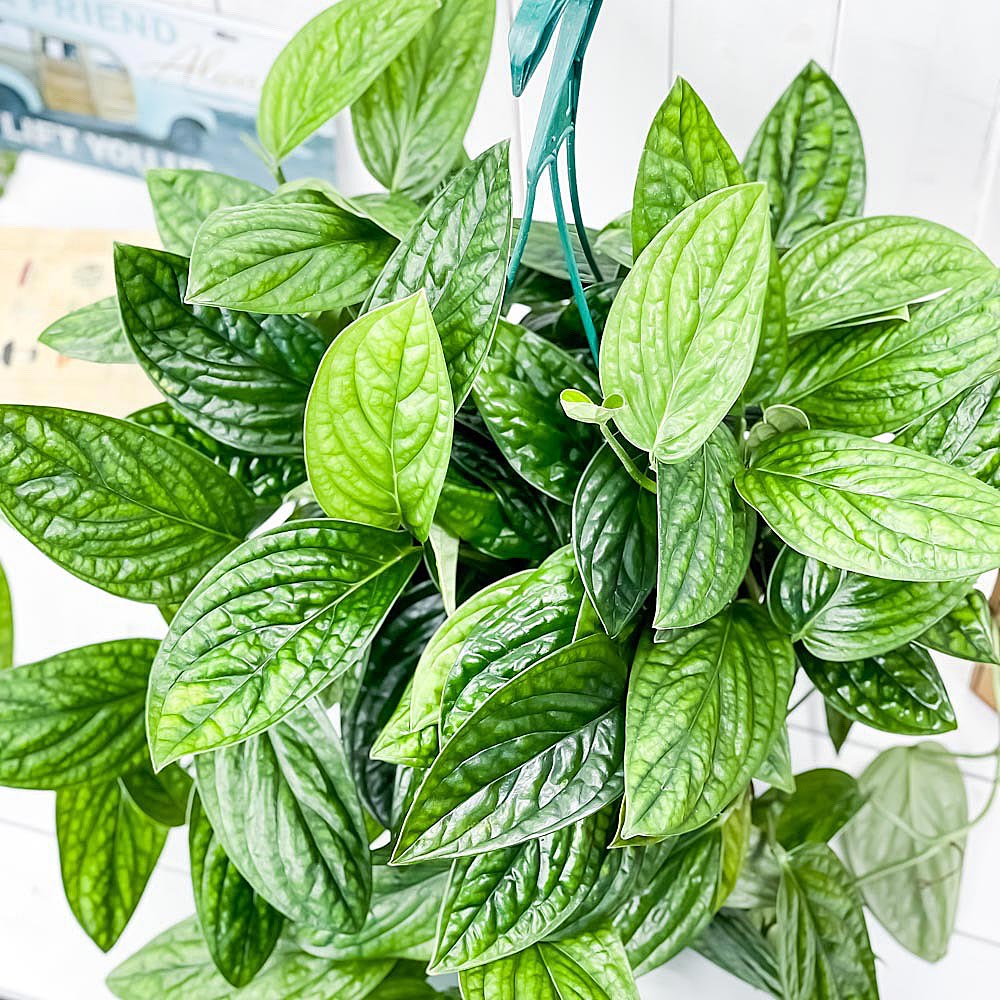 PLANCHU 観葉植物 モンステラ ジェイドシャトルコック 7号吊り鉢 育て方説明書付き Monstera karsteniana `Jade Shuttlecock’