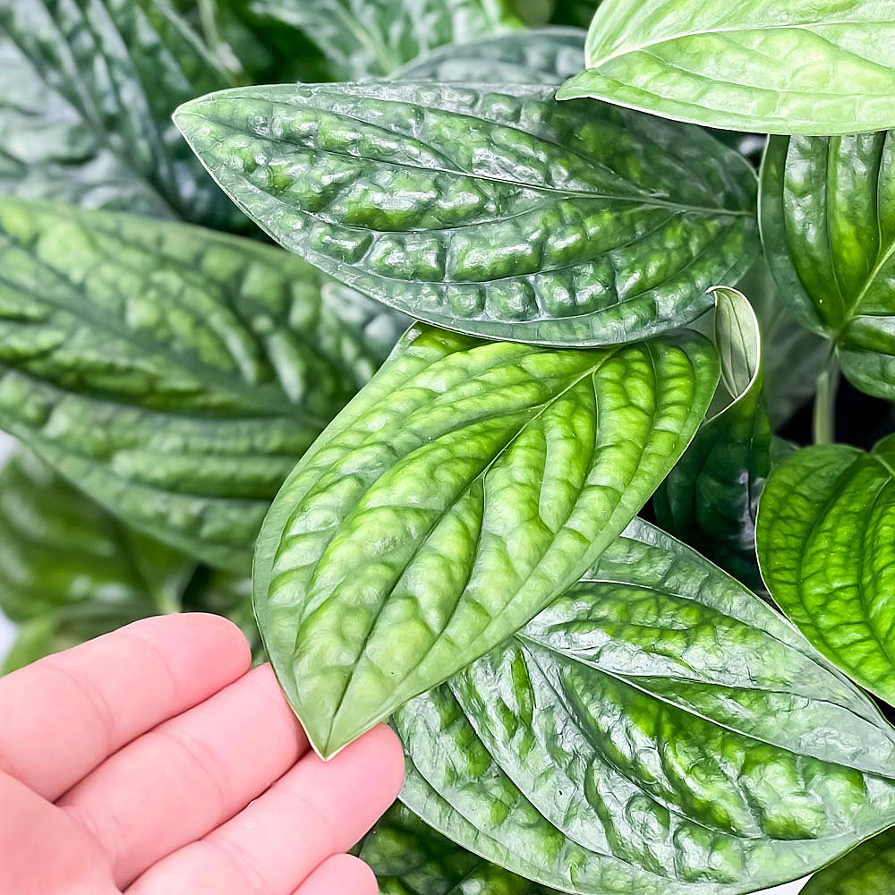 PLANCHU 観葉植物 モンステラ ジェイドシャトルコック 7号吊り鉢 育て方説明書付き Monstera karsteniana `Jade Shuttlecock’