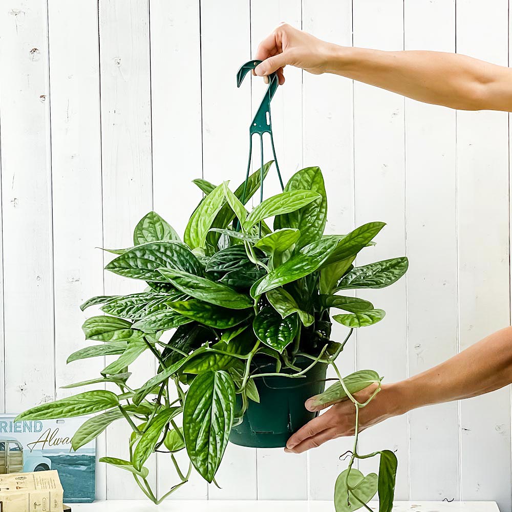 PLANCHU 観葉植物 モンステラ ジェイドシャトルコック 7号吊り鉢 育て方説明書付き Monstera karsteniana `Jade Shuttlecock’