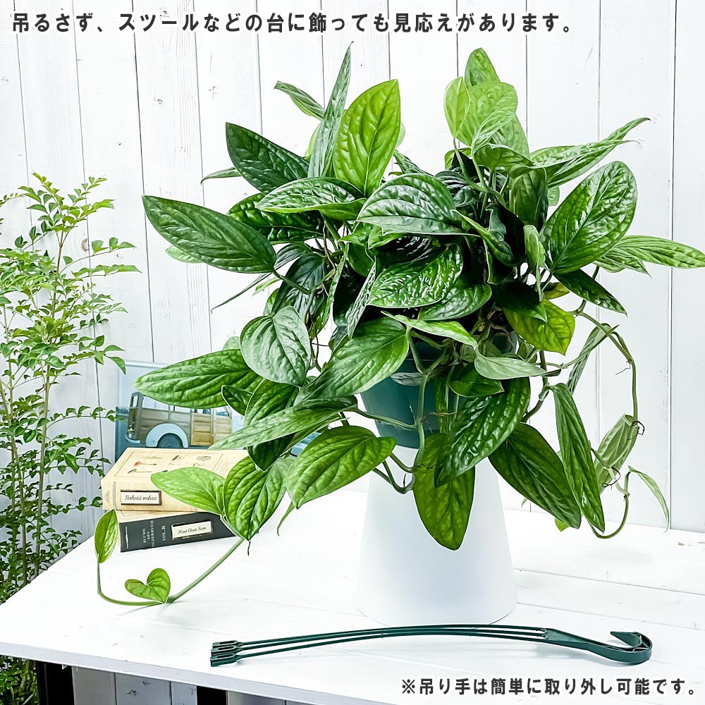 PLANCHU 観葉植物 モンステラ ジェイドシャトルコック 7号吊り鉢 育て方説明書付き Monstera karsteniana `Jade Shuttlecock’