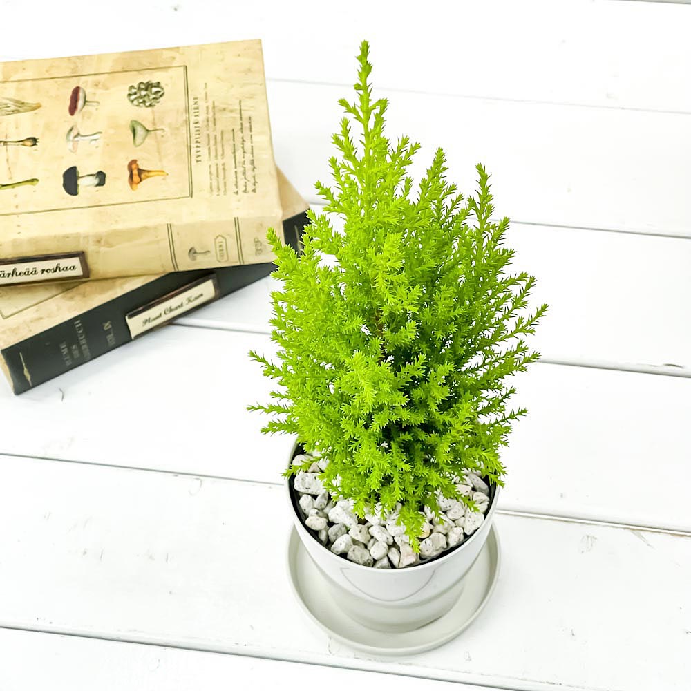 PLANCHU 観葉植物 コニファー ゴールドクレスト ウィルマ 3.5号鉢 受け皿付き 育て方説明書付き Cupressus macrocarpa ‘Wilma’ 庭木 植木 針葉樹 クリスマスツリー