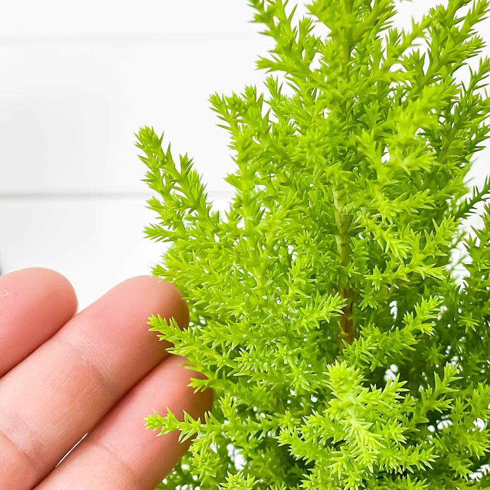 PLANCHU 観葉植物 コニファー ゴールドクレスト ウィルマ 3.5号鉢 受け皿付き 育て方説明書付き Cupressus macrocarpa ‘Wilma’ 庭木 植木 針葉樹 クリスマスツリー