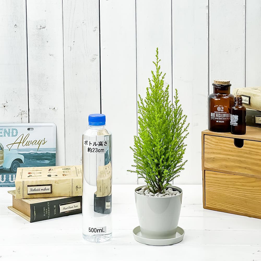 PLANCHU 観葉植物 コニファー ゴールドクレスト ウィルマ 3.5号鉢 受け皿付き 育て方説明書付き Cupressus macrocarpa ‘Wilma’ 庭木 植木 針葉樹 クリスマスツリー