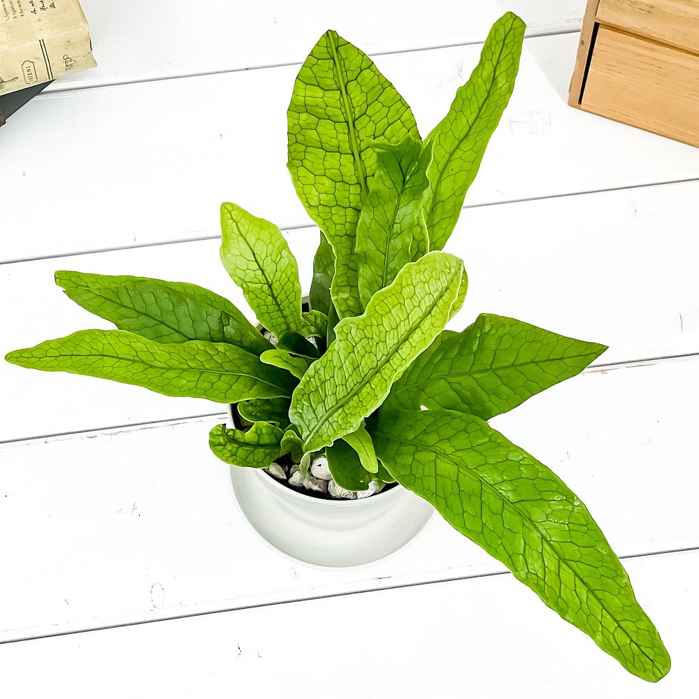 PLANCHU 観葉植物 ミクロソリウム クロコダイルファーン 3.5号鉢 3鉢セット 受け皿付き 育て方説明書付き Microsorum musifolium ‘Crocodyllus’ シダ