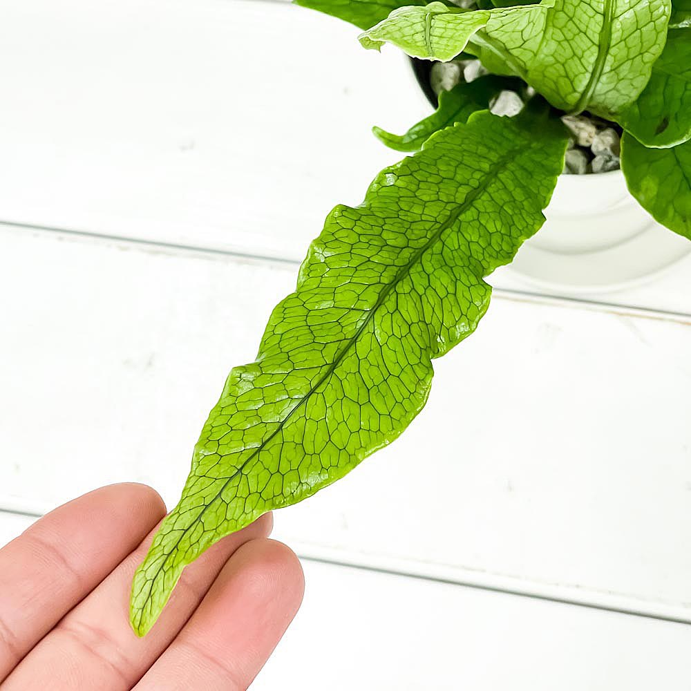 PLANCHU 観葉植物 ミクロソリウム クロコダイルファーン 3.5号鉢 3鉢セット 受け皿付き 育て方説明書付き Microsorum musifolium ‘Crocodyllus’ シダ