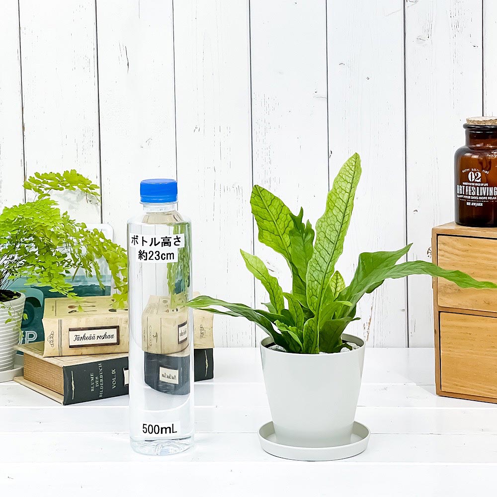 PLANCHU 観葉植物 ミクロソリウム クロコダイルファーン 3.5号鉢 3鉢セット 受け皿付き 育て方説明書付き Microsorum musifolium ‘Crocodyllus’ シダ