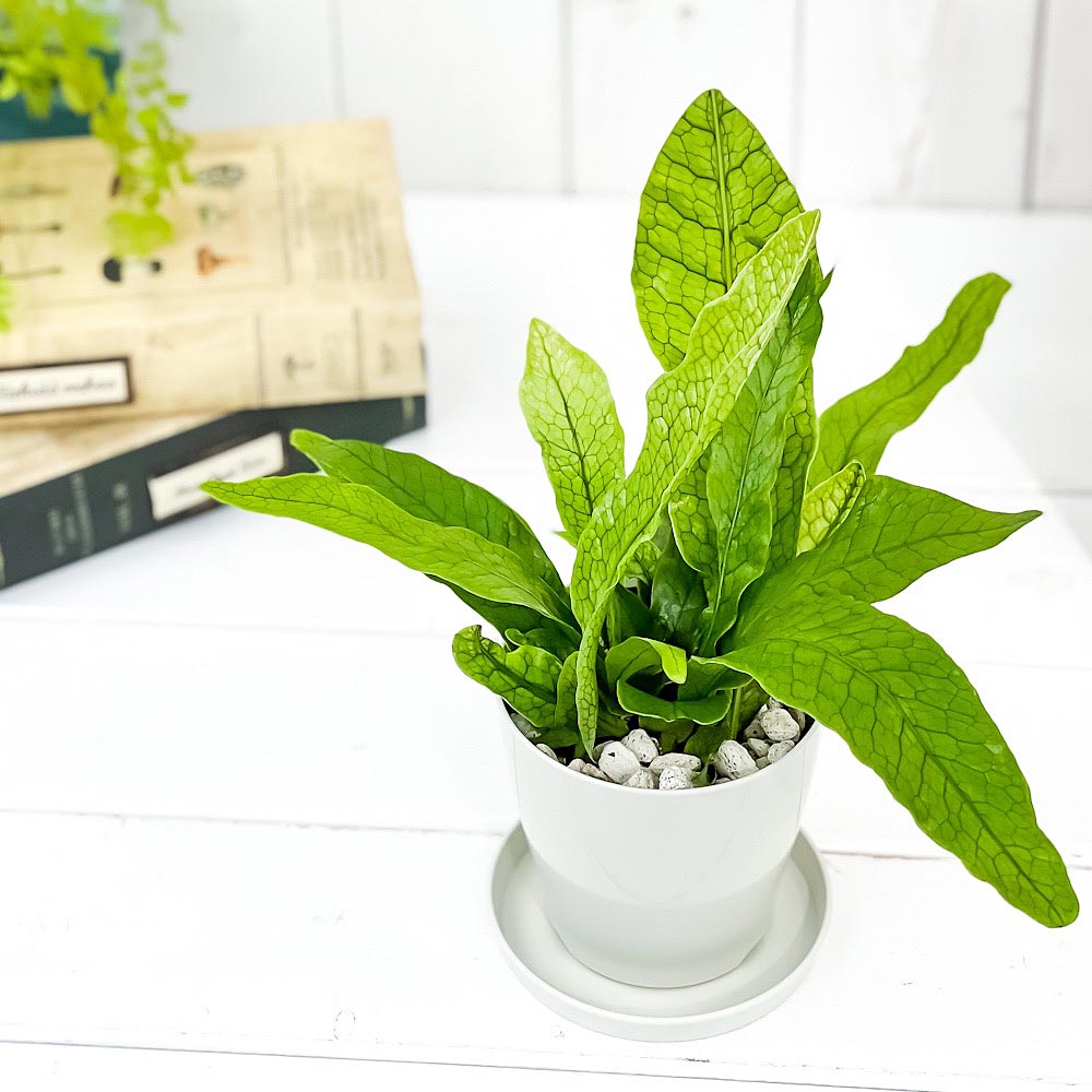 PLANCHU 観葉植物 ミクロソリウム クロコダイルファーン 3.5号鉢 3鉢セット 受け皿付き 育て方説明書付き Microsorum musifolium ‘Crocodyllus’ シダ