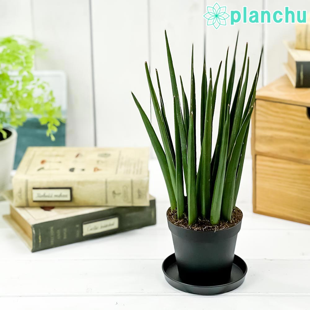 PLANCHU 観葉植物 サンセベリア カタナ ミカドタイプ 3号鉢 受け皿付き