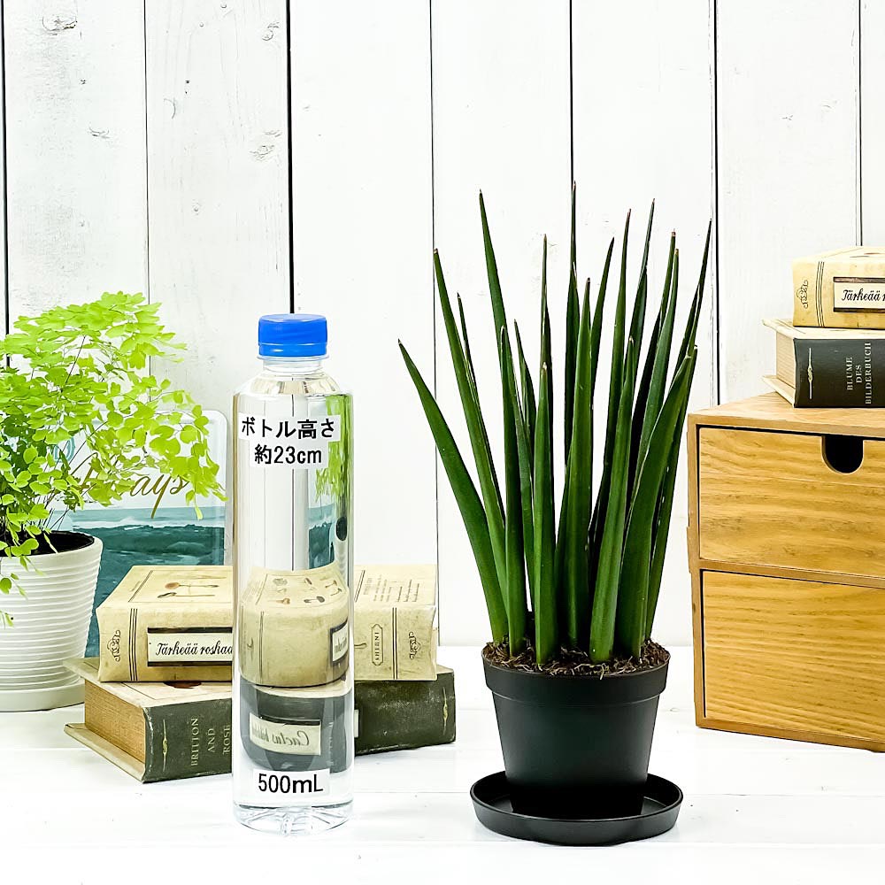 PLANCHU 観葉植物 サンセベリア カタナ ミカドタイプ 3号鉢 受け皿付き 育て方説明書付き Sansevieria ‘Katana’ サンスベリア