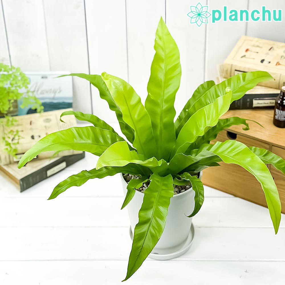 PLANCHU 観葉植物 アスプレニウム アンティクム 5号鉢 受け皿付き 育て方説明書付き Asplenium antiquum アンティカム オオタニワタリ シダ植物