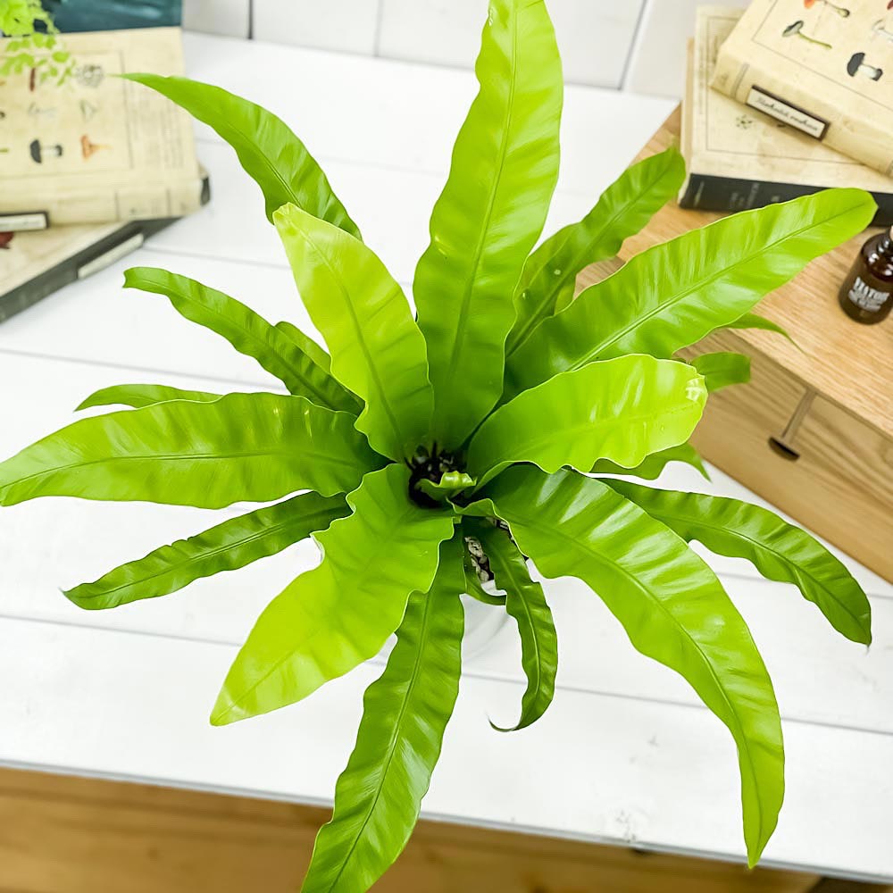 PLANCHU 観葉植物 アスプレニウム アンティクム 5号鉢 受け皿付き 育て方説明書付き Asplenium antiquum アンティカム オオタニワタリ シダ植物
