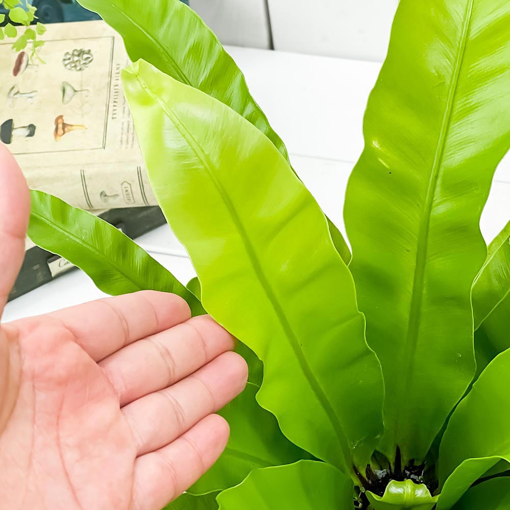 PLANCHU 観葉植物 アスプレニウム アンティクム 5号鉢 受け皿付き 育て方説明書付き Asplenium antiquum アンティカム オオタニワタリ シダ植物