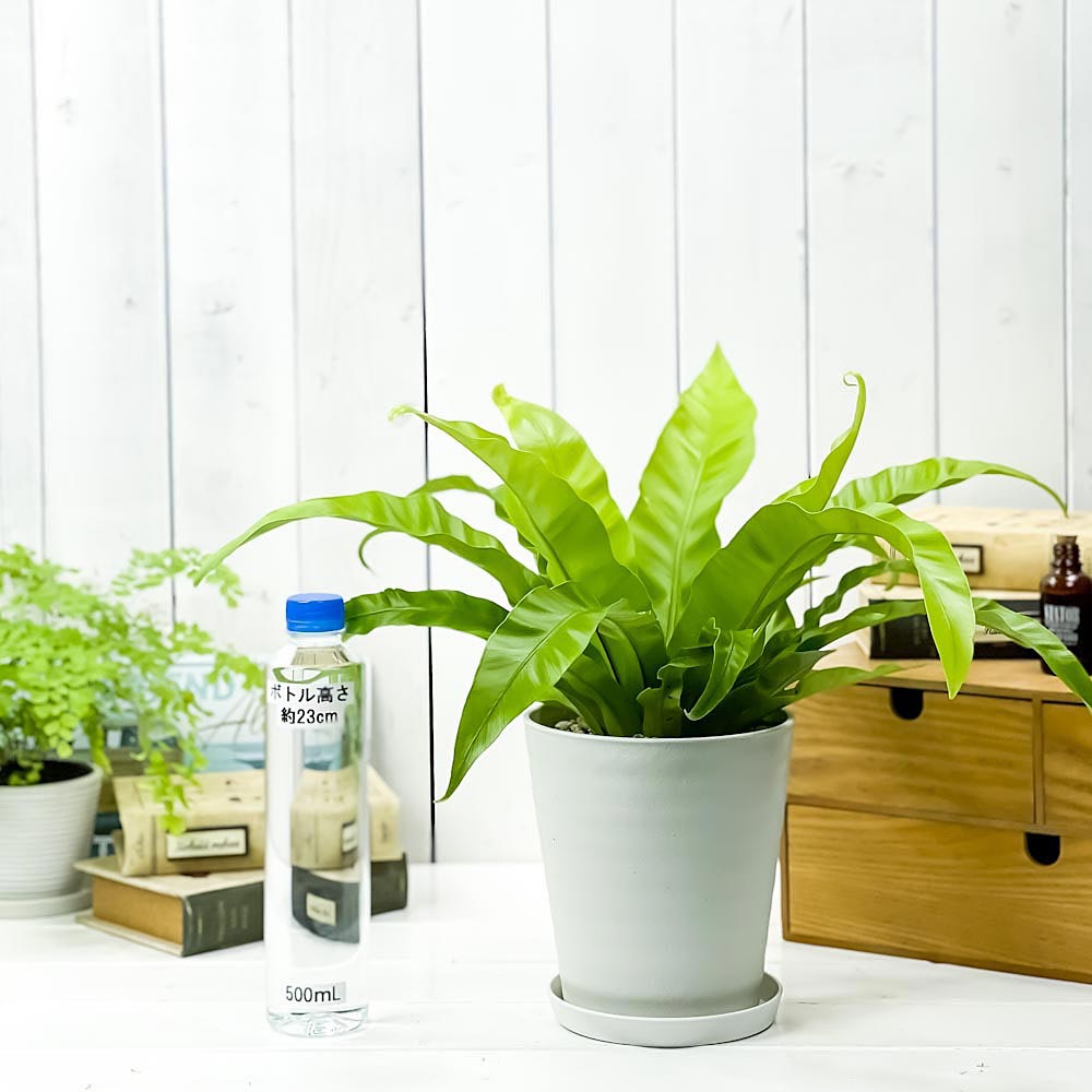 PLANCHU 観葉植物 アスプレニウム アンティクム 5号鉢 受け皿付き 育て方説明書付き Asplenium antiquum アンティカム オオタニワタリ シダ植物