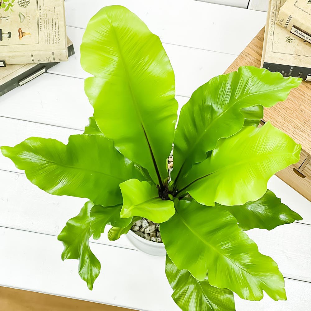 PLANCHU 観葉植物 アスプレニウム アビス 5号鉢 受け皿付き 育て方説明書付き Asplenium nidus ‘Avis’ ニダス ニドゥス シマオオタニワタリ シダ