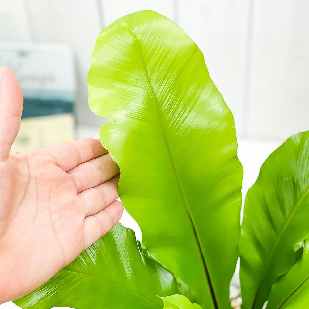 PLANCHU 観葉植物 アスプレニウム アビス 5号鉢 受け皿付き 育て方説明書付き Asplenium nidus ‘Avis’ ニダス ニドゥス シマオオタニワタリ シダ