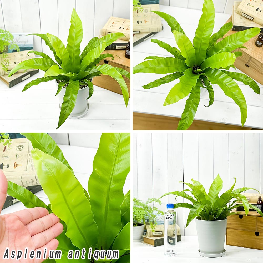 PLANCHU 観葉植物 アスプレニウム アンティクム & アビス 2種セット 5号鉢 受け皿付き 育て方説明書付き Asplenium シダ