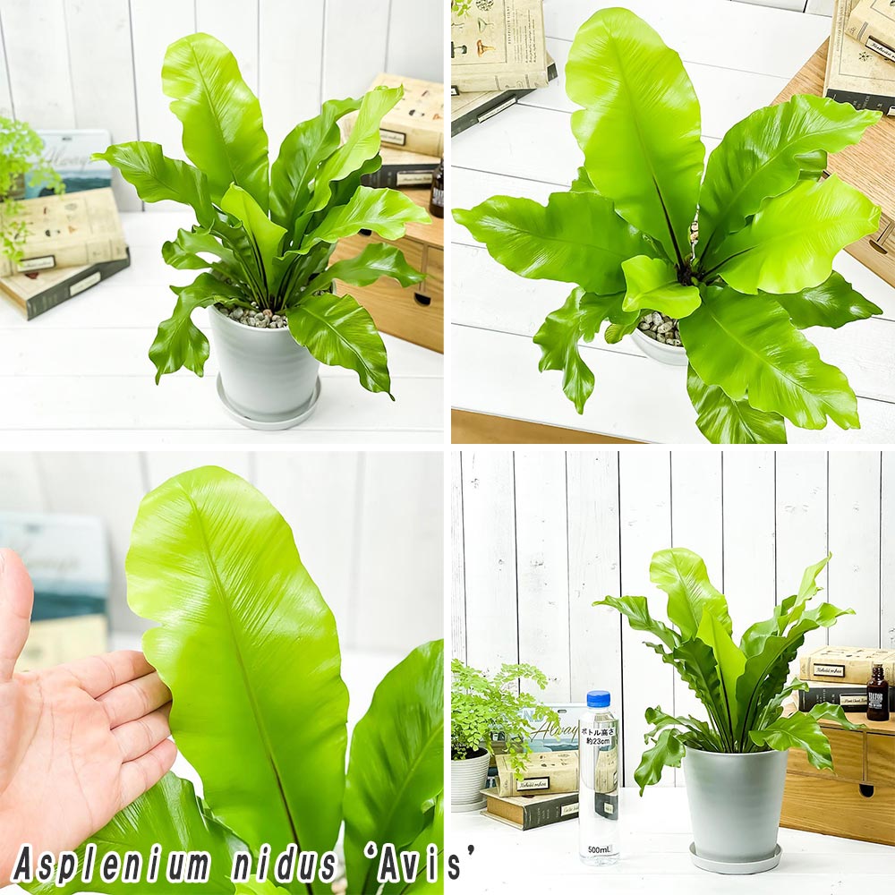 PLANCHU 観葉植物 アスプレニウム アンティクム & アビス 2種セット 5号鉢 受け皿付き 育て方説明書付き Asplenium シダ