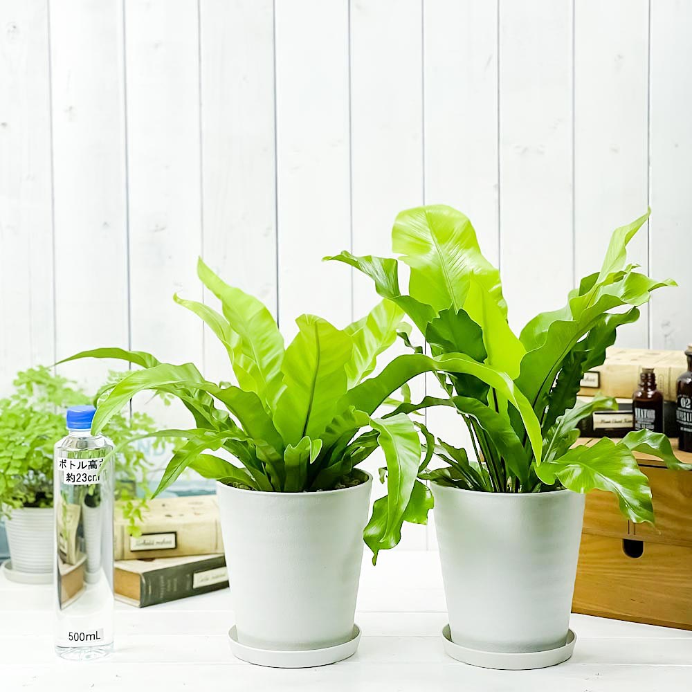 PLANCHU 観葉植物 アスプレニウム アンティクム & アビス 2種セット 5号鉢 受け皿付き 育て方説明書付き Asplenium シダ