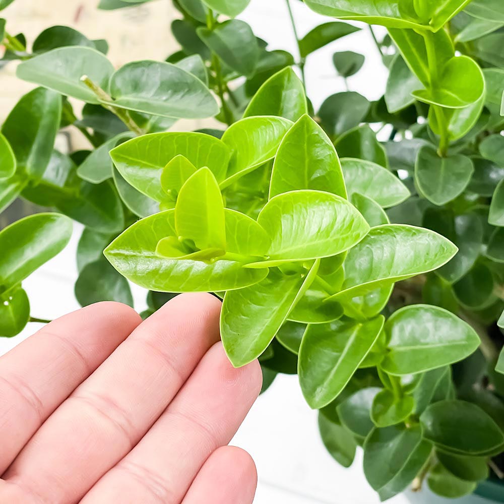 PLANCHU 観葉植物 ホヤ クミンギアナ 7号吊り鉢 育て方説明書付き Hoya cumingiana クミンギアーナ ガガイモ サクララン 桜蘭